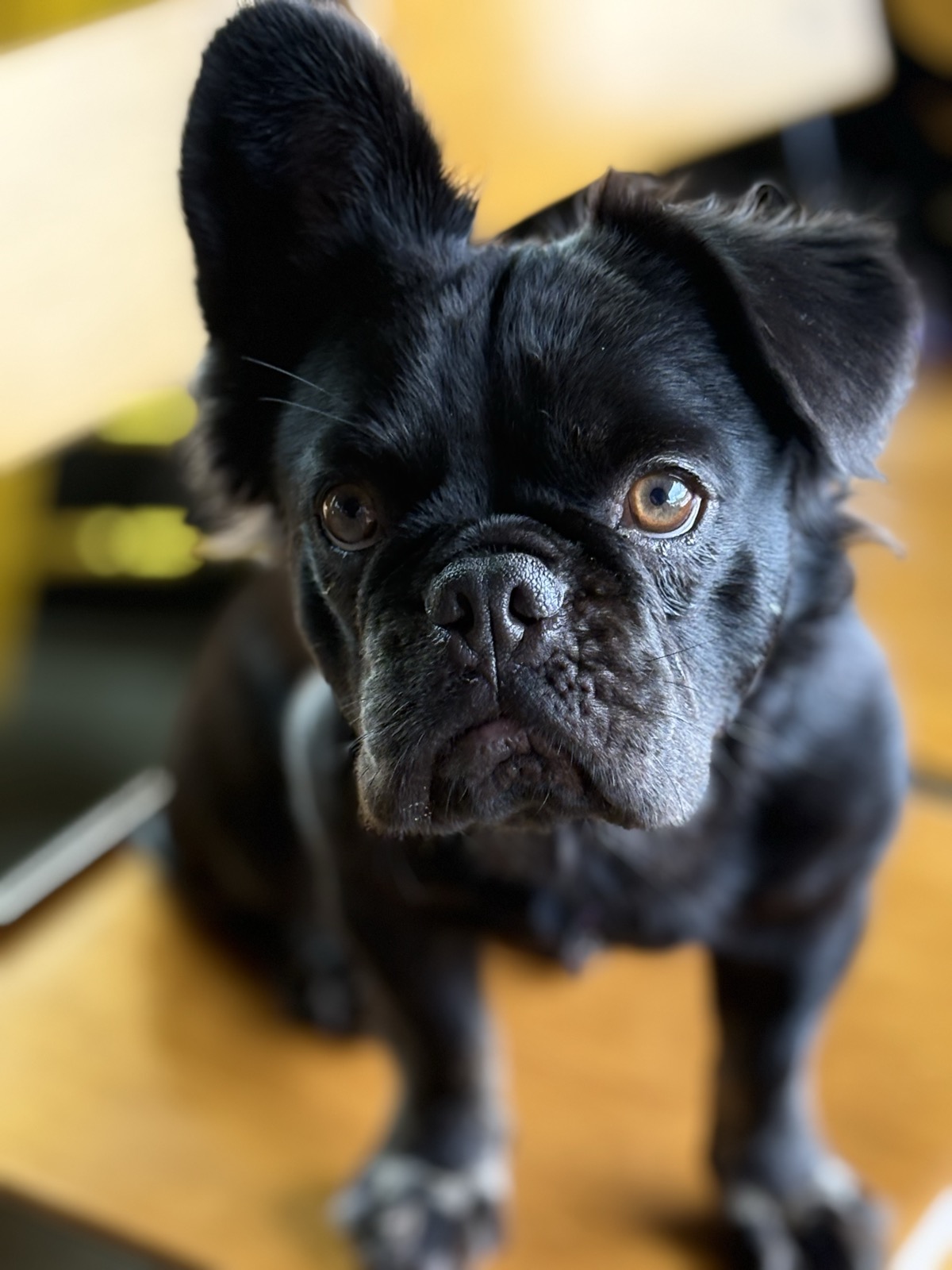 Rosie, all ears and ready for treats