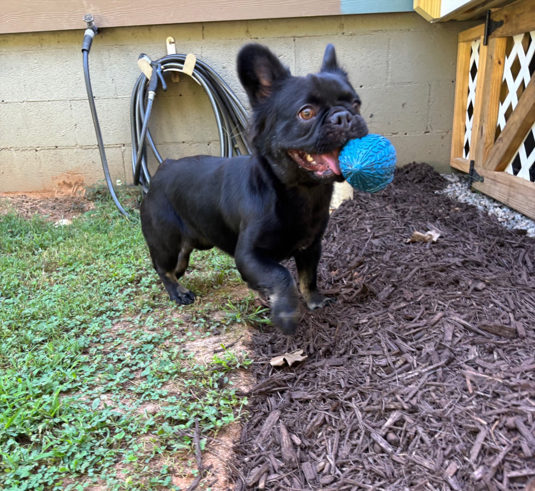 Rosie trotting through the yard with her ball